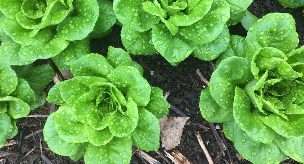 Beautiful Young Edgie's Veggies Lettuce covered in rain droplets